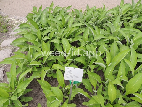 elecampane